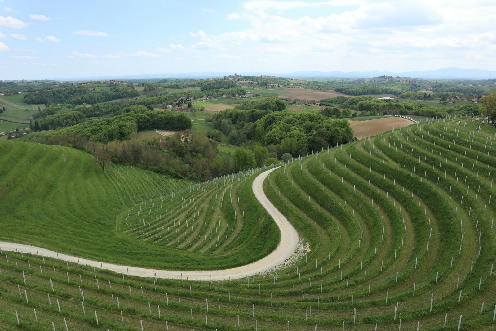 Aerial view of a field with rows of orchard trees